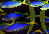 Рыбы. Гороскоп общий 2013