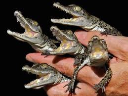 Крокодилы. Как встретить 2012 год Дракона